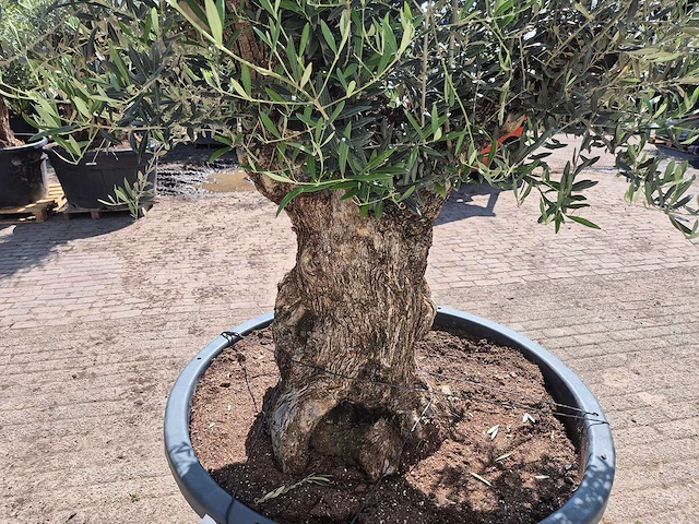 Olijfboom - olea europaea - 200 jaar oud - hoogte ca. 230 cm - afbeelding 5 van  7