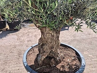 Olijfboom - olea europaea - 200 jaar oud - hoogte ca. 230 cm - afbeelding 5 van  7
