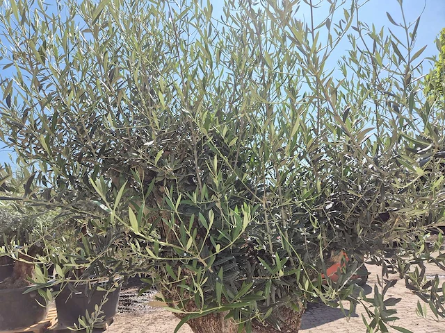 Olijfboom - olea europaea - 200 jaar oud - hoogte ca. 230 cm - afbeelding 6 van  7