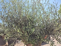 Olijfboom - olea europaea - 200 jaar oud - hoogte ca. 230 cm - afbeelding 6 van  7