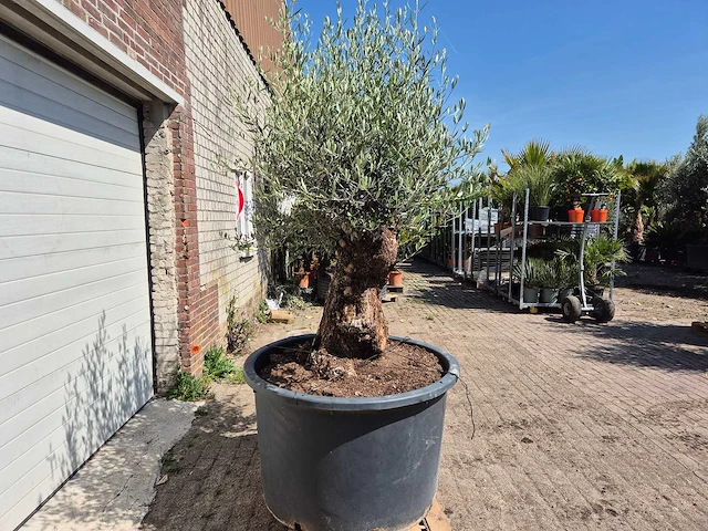 Olijfboom - olea europaea - 200 jaar oud - hoogte ca. 230 cm - afbeelding 7 van  7