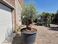 Olijfboom - olea europaea - 200 jaar oud - hoogte ca. 230 cm - afbeelding 7 van  7
