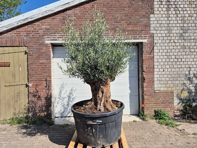 Olijfboom - olea europaea - 200 jaar oud - hoogte ca. 250 cm - afbeelding 1 van  7
