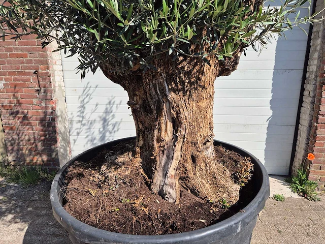 Olijfboom - olea europaea - 200 jaar oud - hoogte ca. 250 cm - afbeelding 2 van  7