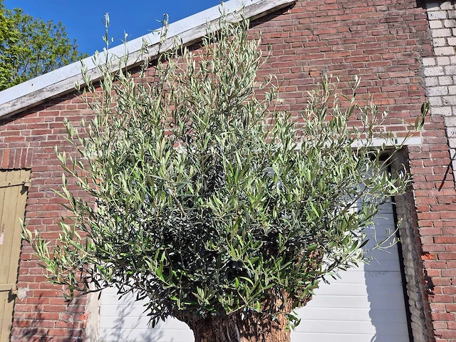 Olijfboom - olea europaea - 200 jaar oud - hoogte ca. 250 cm - afbeelding 3 van  7