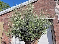 Olijfboom - olea europaea - 200 jaar oud - hoogte ca. 250 cm - afbeelding 3 van  7