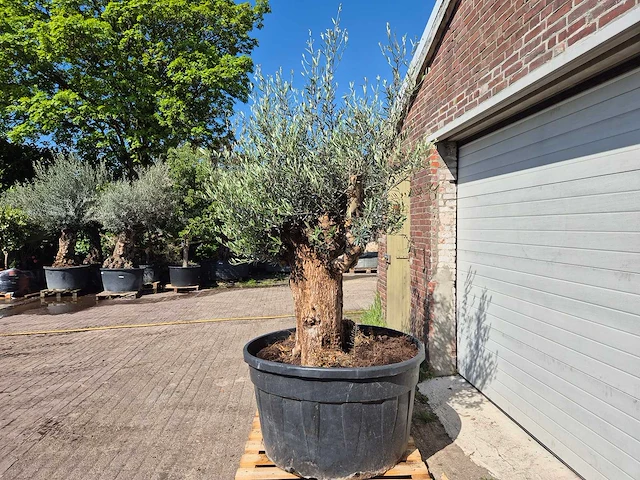 Olijfboom - olea europaea - 200 jaar oud - hoogte ca. 250 cm - afbeelding 4 van  7