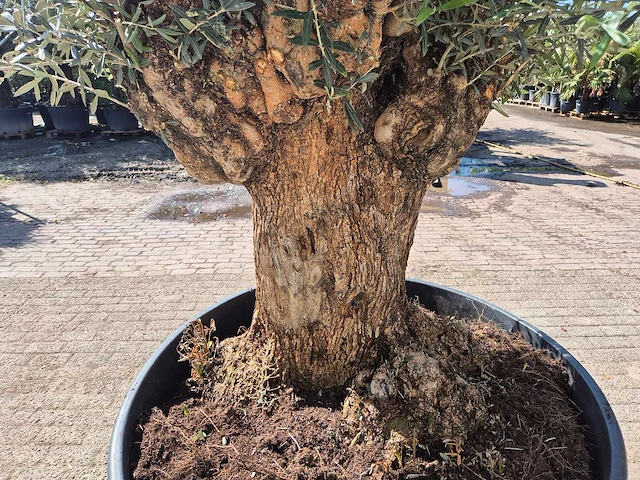 Olijfboom - olea europaea - 200 jaar oud - hoogte ca. 250 cm - afbeelding 5 van  7
