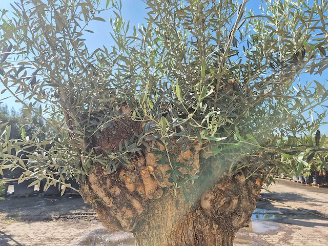 Olijfboom - olea europaea - 200 jaar oud - hoogte ca. 250 cm - afbeelding 6 van  7