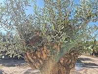 Olijfboom - olea europaea - 200 jaar oud - hoogte ca. 250 cm - afbeelding 6 van  7