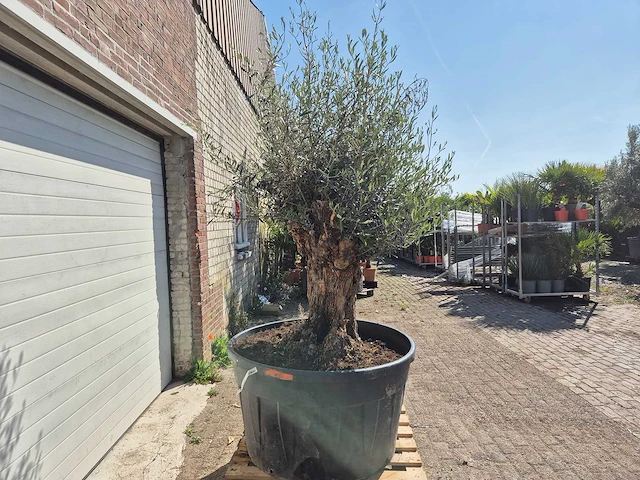 Olijfboom - olea europaea - 200 jaar oud - hoogte ca. 250 cm - afbeelding 7 van  7