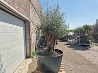 Olijfboom - olea europaea - 200 jaar oud - hoogte ca. 250 cm - afbeelding 7 van  7