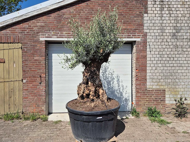 Olijfboom - olea europaea - 200 jaar oud - hoogte ca. 250 cm - afbeelding 1 van  8