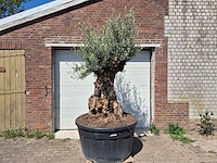 Olijfboom - olea europaea - 200 jaar oud - hoogte ca. 250 cm