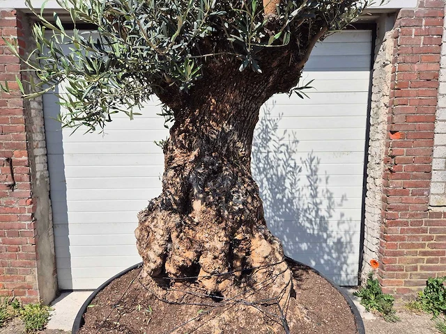 Olijfboom - olea europaea - 200 jaar oud - hoogte ca. 250 cm - afbeelding 2 van  8