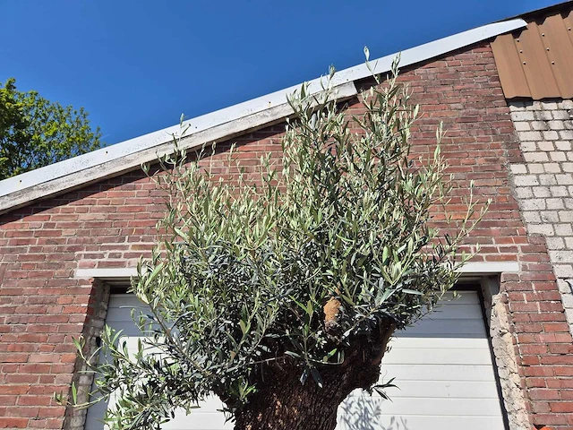 Olijfboom - olea europaea - 200 jaar oud - hoogte ca. 250 cm - afbeelding 3 van  8