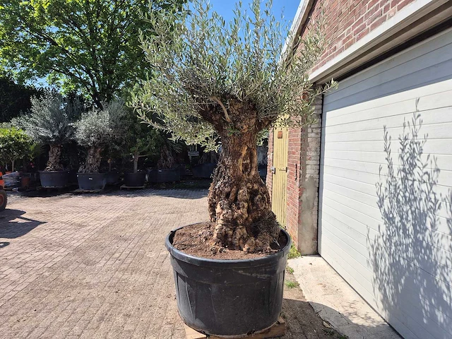 Olijfboom - olea europaea - 200 jaar oud - hoogte ca. 250 cm - afbeelding 4 van  8