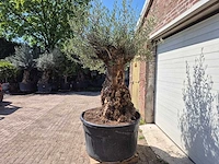 Olijfboom - olea europaea - 200 jaar oud - hoogte ca. 250 cm - afbeelding 4 van  8