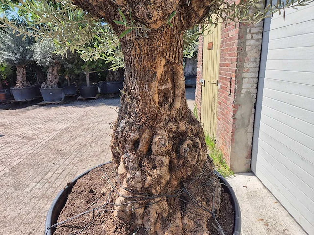 Olijfboom - olea europaea - 200 jaar oud - hoogte ca. 250 cm - afbeelding 5 van  8