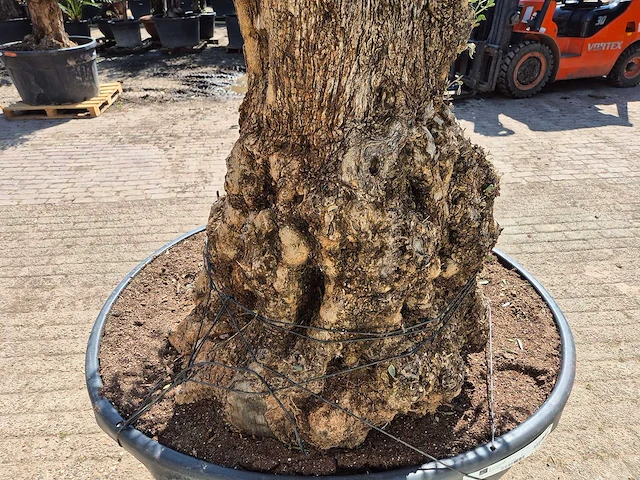Olijfboom - olea europaea - 200 jaar oud - hoogte ca. 250 cm - afbeelding 6 van  8