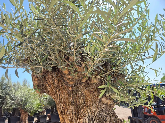 Olijfboom - olea europaea - 200 jaar oud - hoogte ca. 250 cm - afbeelding 7 van  8