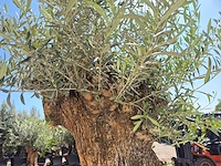 Olijfboom - olea europaea - 200 jaar oud - hoogte ca. 250 cm - afbeelding 7 van  8