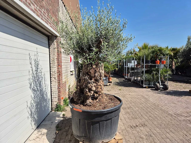 Olijfboom - olea europaea - 200 jaar oud - hoogte ca. 250 cm - afbeelding 8 van  8