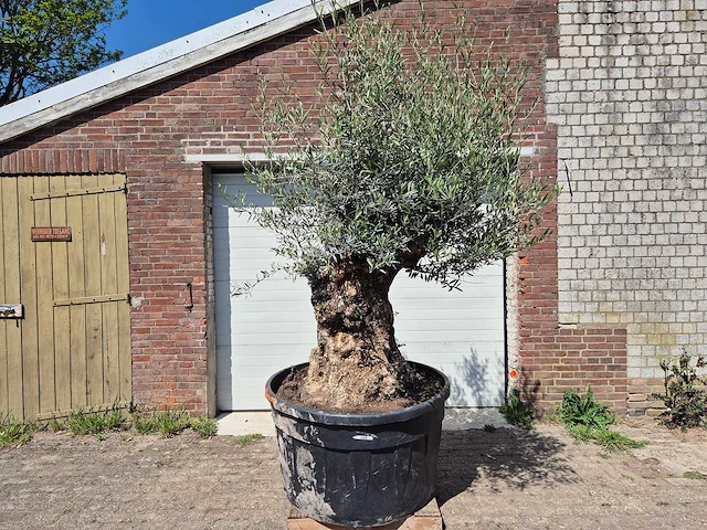 Olijfboom - olea europaea - 200 jaar oud - hoogte ca. 250 cm - afbeelding 1 van  8