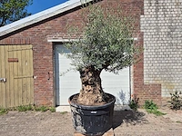 Olijfboom - olea europaea - 200 jaar oud - hoogte ca. 250 cm - afbeelding 1 van  8