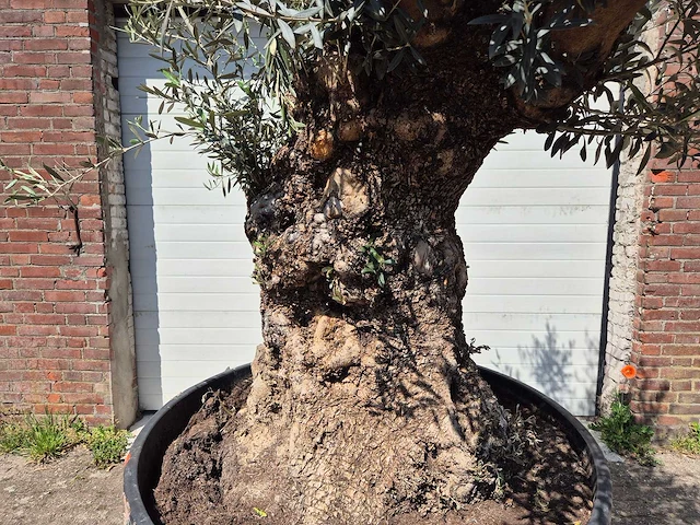 Olijfboom - olea europaea - 200 jaar oud - hoogte ca. 250 cm - afbeelding 2 van  8
