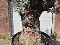 Olijfboom - olea europaea - 200 jaar oud - hoogte ca. 250 cm - afbeelding 2 van  8