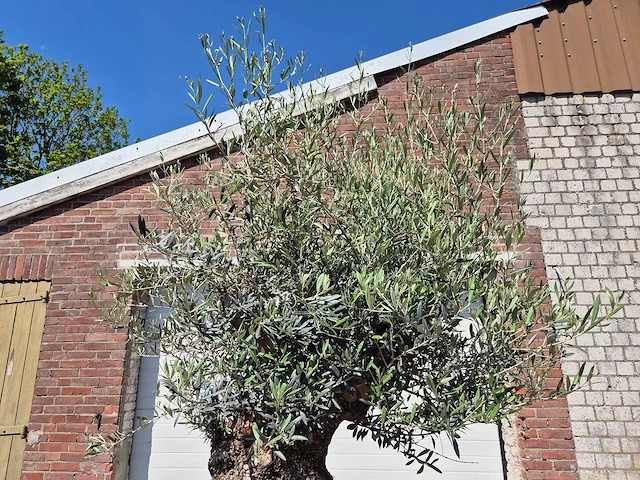 Olijfboom - olea europaea - 200 jaar oud - hoogte ca. 250 cm - afbeelding 3 van  8