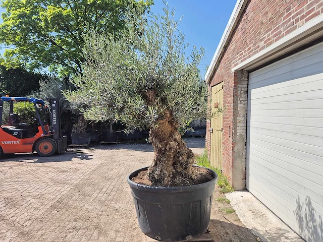 Olijfboom - olea europaea - 200 jaar oud - hoogte ca. 250 cm - afbeelding 4 van  8