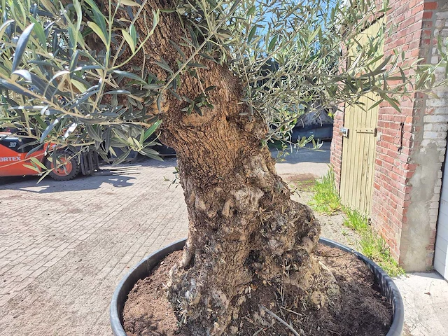 Olijfboom - olea europaea - 200 jaar oud - hoogte ca. 250 cm - afbeelding 5 van  8