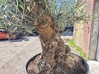 Olijfboom - olea europaea - 200 jaar oud - hoogte ca. 250 cm - afbeelding 5 van  8