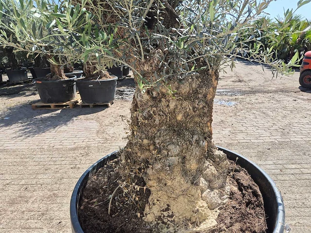 Olijfboom - olea europaea - 200 jaar oud - hoogte ca. 250 cm - afbeelding 6 van  8