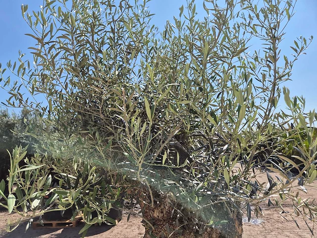 Olijfboom - olea europaea - 200 jaar oud - hoogte ca. 250 cm - afbeelding 7 van  8