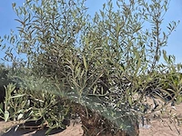 Olijfboom - olea europaea - 200 jaar oud - hoogte ca. 250 cm - afbeelding 7 van  8