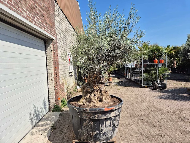 Olijfboom - olea europaea - 200 jaar oud - hoogte ca. 250 cm - afbeelding 8 van  8