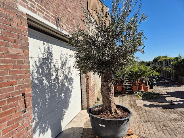 Olijfboom - olea europaea - 50 jaar oud - hoogte ca. 200 cm - afbeelding 6 van  6