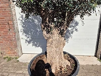 Olijfboom - olea europaea - 50 jaar oud - hoogte ca. 230 cm - afbeelding 2 van  6