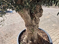 Olijfboom - olea europaea - 50 jaar oud - hoogte ca. 230 cm - afbeelding 5 van  6