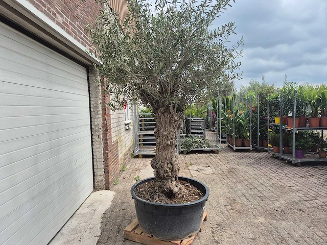 Olijfboom - olea europaea - 50 jaar oud - hoogte ca. 230 cm - afbeelding 2 van  10