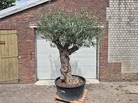 Olijfboom - olea europaea - 50 jaar oud - hoogte ca. 230 cm