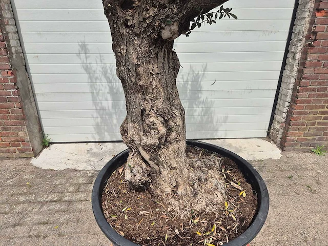 Olijfboom - olea europaea - 50 jaar oud - hoogte ca. 230 cm - afbeelding 3 van  10