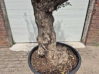 Olijfboom - olea europaea - 50 jaar oud - hoogte ca. 230 cm - afbeelding 3 van  10