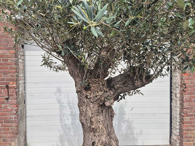 Olijfboom - olea europaea - 50 jaar oud - hoogte ca. 230 cm - afbeelding 4 van  10