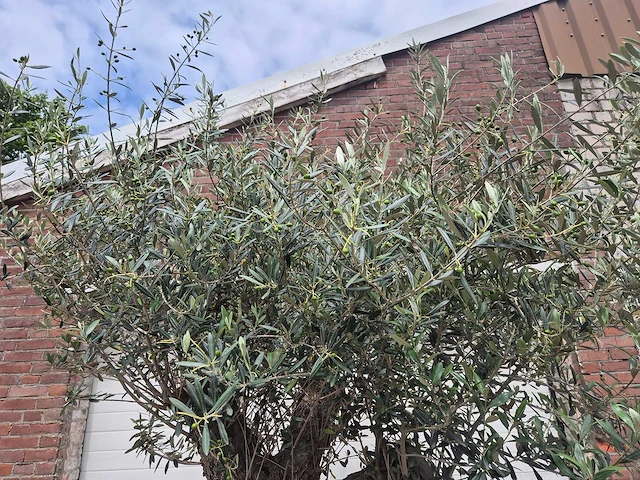 Olijfboom - olea europaea - 50 jaar oud - hoogte ca. 230 cm - afbeelding 5 van  10