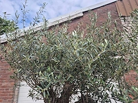 Olijfboom - olea europaea - 50 jaar oud - hoogte ca. 230 cm - afbeelding 5 van  10