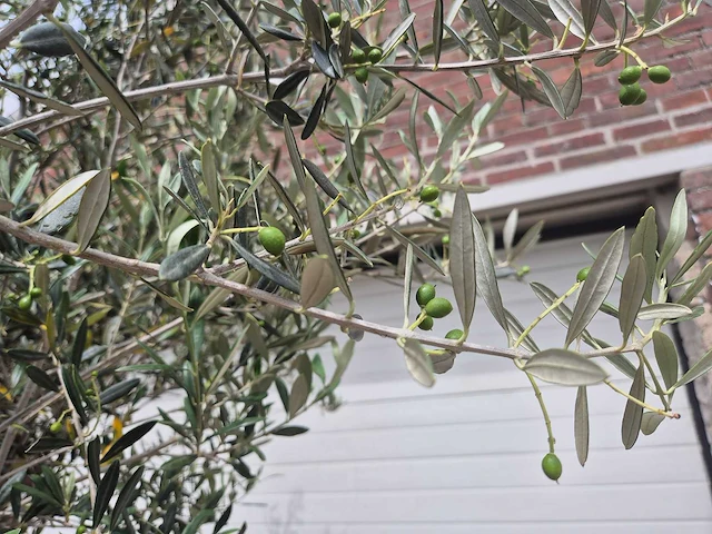 Olijfboom - olea europaea - 50 jaar oud - hoogte ca. 230 cm - afbeelding 6 van  10